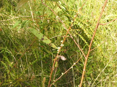 Hakea florulenta