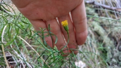 Erigeron reductus angustatus