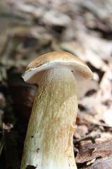Boletus variipes