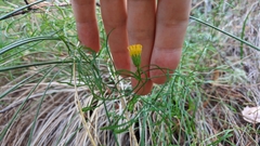Erigeron reductus angustatus