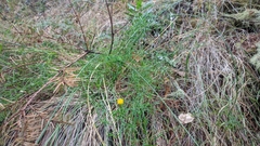 Erigeron reductus angustatus