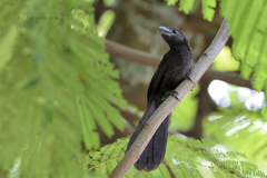 Crotophaga sulcirostris