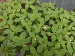 Impatiens parviflora