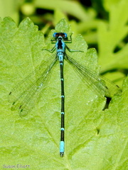 Chromagrion conditum