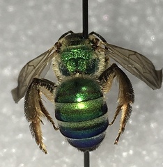 Agapostemon