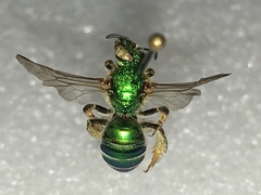Agapostemon