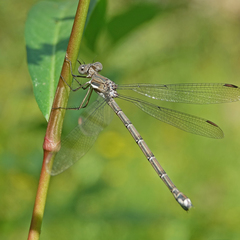 Archilestes californicus