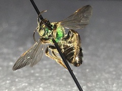 Agapostemon