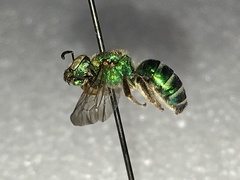 Agapostemon