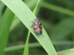 Cercopis intermedia