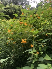 Impatiens capensis