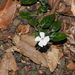 Brunoniella spiciflora - Photo (c) Greg Tasney, algunos derechos reservados (CC BY-SA), uploaded by Greg Tasney
