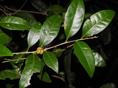 Cleistanthus cunninghamii