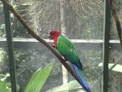Prosopeia splendens