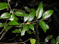 Cleistanthus cunninghamii