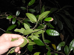 Cleistanthus cunninghamii