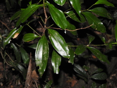 Cryptocarya laevigata