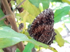 Elymnias casiphone casiphone