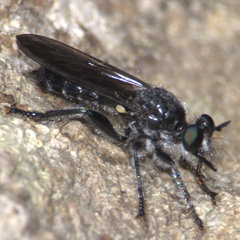 Laphria canis