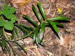 Freycinetia scandens