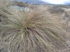 Chionochloa rigida rigida