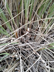 Chionochloa rigida rigida