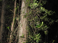 Freycinetia scandens