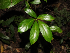 Cissus sterculiifolia