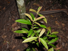 Syzygium ingens
