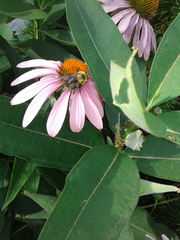 Bombus griseocollis