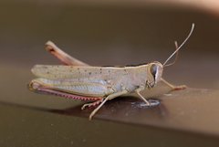 Heteracris pterosticha