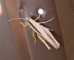 Heteracris pterosticha