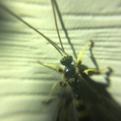 Colpotrochia trifasciata