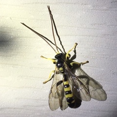 Colpotrochia trifasciata