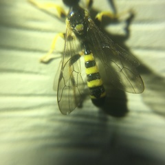 Colpotrochia trifasciata