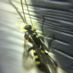 Colpotrochia trifasciata