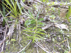 Veronica townsonii