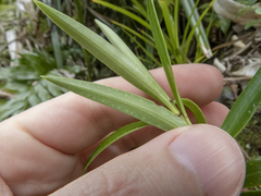 Veronica townsonii
