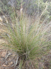 Tenaxia stricta