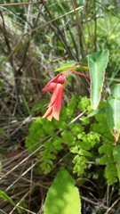 Begonia boliviensis