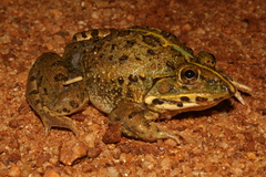 Hoplobatrachus crassus