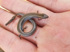 Hemiergis decresiensis