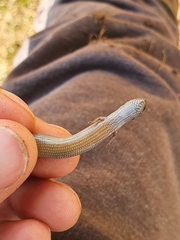 Hemiergis decresiensis