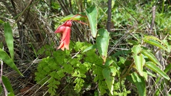 Begonia boliviensis