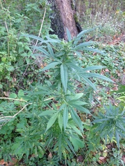 Cannabis sativa spontanea