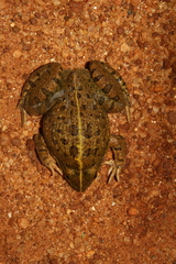 Hoplobatrachus crassus