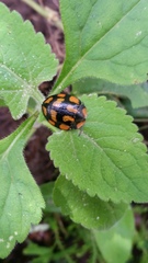 Botanochara planipennis