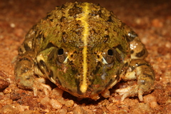 Hoplobatrachus crassus