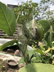 Calotropis