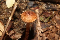 Lepiota castanea